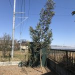 ユーカリの葉が楕円形になる