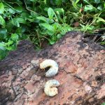 一年かけて堆肥作ります