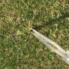 【雑草対策】芝生に生えたスズメノカタビラの除草