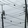 【糞害・鳥対策】東京電力の電線に鳥よけを設置してもらう