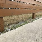 芝生は砂利でも普通に育つ第二弾