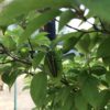 水やりのみで庭木をキレイに保つコツ|GARDEN FRIENDS 散水ノズル メタル10 SMG-10使用