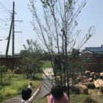庭仕事が暑過ぎだったので庭木を利用してミストを撒きました|庭でミストを撒く方法