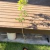 コナラを植え付けました