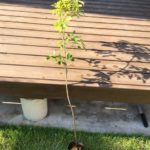 コナラを植え付けました