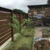真夏にカツラ(桂)三本を庭に植え付け
