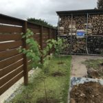 真夏にカツラ(桂)三本を庭に植え付け
