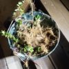 植え付けから半年経ったスペアミントの状況|とんでもない繁殖力