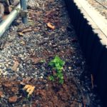 繁殖力が凄すぎるためスペアミントを移植しました