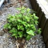 【ゾンビ】スペアミントは除草剤を散布しても枯れない
