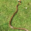 【庭ホラー】シマヘビが庭木からダイブしてきた・・・