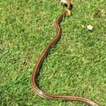 【庭ホラー】シマヘビが庭木からダイブしてきた・・・