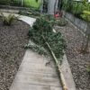 【庭植え】生長して大きくなり過ぎたユーカリグニーを伐採しました|根っこ処理が大変