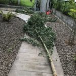 【庭植え】生長して大きくなり過ぎたユーカリグニーを伐採しました|根っこ処理が大変