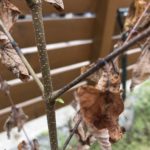 【庭木】真夏に植え付けたカツラ、一度枯れてまた芽吹く