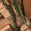 【家庭菜園】金ゴマの収穫~乾燥編~
