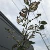 【毛虫】イラガがエゴノキに大量発生|薬剤検討