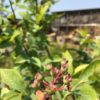 ラビットアイ系ブルーベリー3種(ノビリス・ブルーシャワー・レッドパール)植え付けとラズベリー生育状況