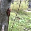 クラブアップルの幹がカミキリムシ幼虫(テッポウムシ)に食われる|針金で駆除