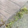 【コガネムシ駆除】住友化学園芸 オルトラン液剤 100mlを芝や庭木にまいたら効果あった件