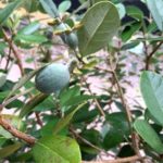 フェイジョアが初めて結実する|オリーブ実数とヤマモミジ紅葉についても