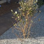 春なのにフェイジョアの葉が落葉し始める