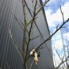 【閲覧注意】2017今シーズンのモズのはやにえ(早贄)は初っ端から飛ばしてる