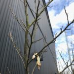 【閲覧注意】今シーズンのモズのはやにえ(早贄)は初っ端から飛ばしてる