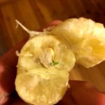 庭に撒いた柚子の種を早速見失う