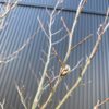 【毛虫予防】エゴノキについたイラガの卵を剥ぎ取る
