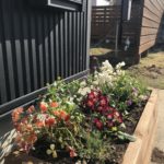 DIYしたウッドプランターに春の花を植え付けました