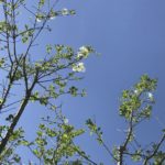 ヒトツバタゴの葉は元気だが花が少ししか咲いていない件