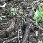 畑でヘビ(ヒバカリ)を見かける