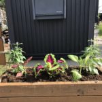 今年もウッドプランターにコリウスを植えた件