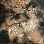 ヒトツバタゴの下でヤマトシロアリを見つける
