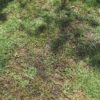【夏嫌い】出張の間に芝のライフが悪化する
