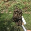 芝のサッチを散水ノズルのストレートモードで除去したらめちゃめちゃ取れた件