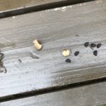 枯れかけアサガオから種を収穫した件