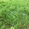 冬芝が柔らかすぎて草刈り機で刈れない・・