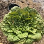 畑で採れた野菜タップリの味噌汁作りにハマる