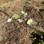 【農家スピリット】庭に野菜やヨーグルトを捨てるのはアリ?ナシ?