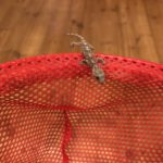 風呂場にヤモリが現れる