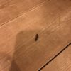 【薪ストーブ】1.5m爆ぜた火の粉を踏んで火傷をする