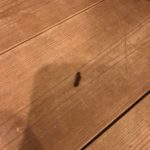 【薪ストーブ】1.5m爆ぜた火の粉を踏んで火傷をする