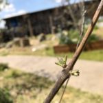 枯れたと思っていたセイヨウニンジンボクが芽吹いていた件