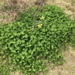 クローバー(シロツメクサ)が芝生(高麗芝)を覆いつくしそう