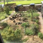 【閲覧注意】庭でモグラが死んでた件