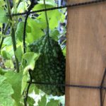 2019庭の畑で育成中の野菜一覧