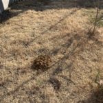 庭にモグラがまた現れる