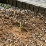 雨の日は挿し木チャレンジDAY